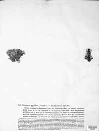 Cladonia pyxidata image
